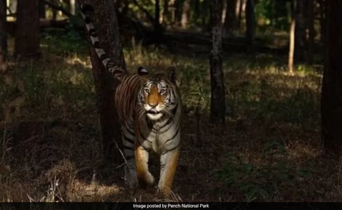 Pench Tiger Reserve Becomes India's First Dark Sky Park